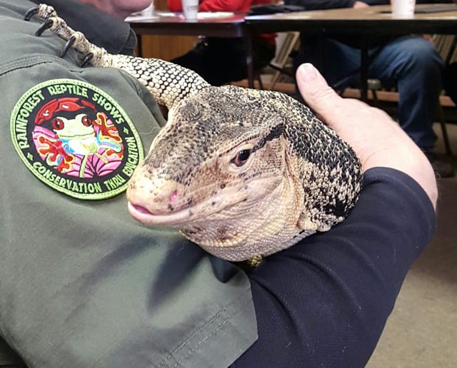 Gallery photo 6 of Rainforest Reptile Shows