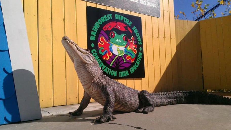 Gallery photo 9 of Rainforest Reptile Shows