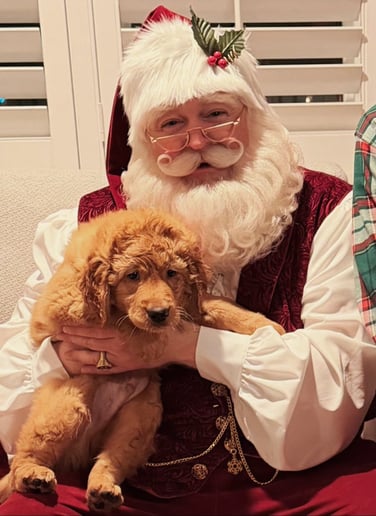 Gallery photo 11 of The Singing Santa