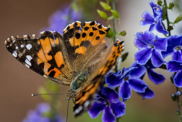 Gallery photo 8 of Ram Silverman Photography