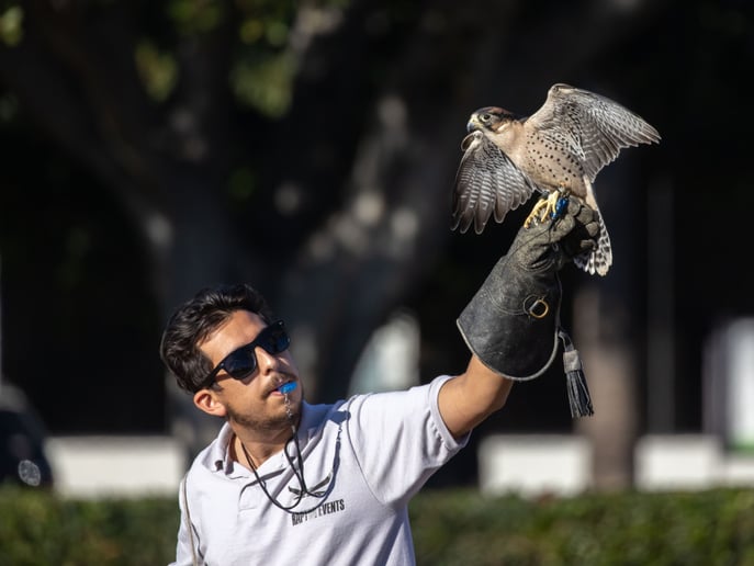 Gallery photo 3 of Raptor Events