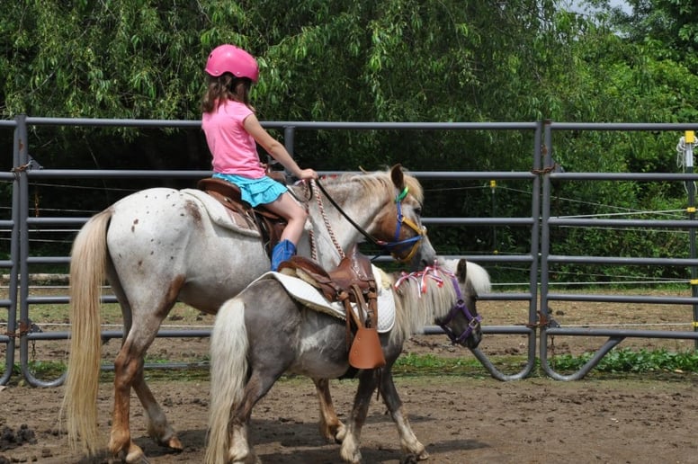Gallery photo 2 of Clover Pony Farm