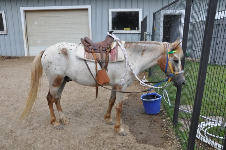 Gallery photo 3 of Clover Pony Farm