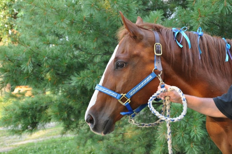 Gallery photo 4 of Clover Pony Farm