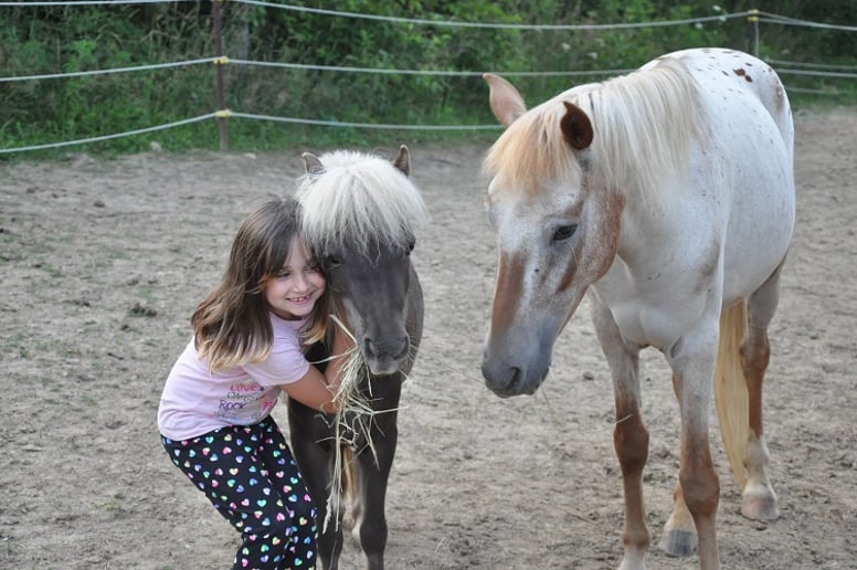 Gallery photo 7 of Clover Pony Farm