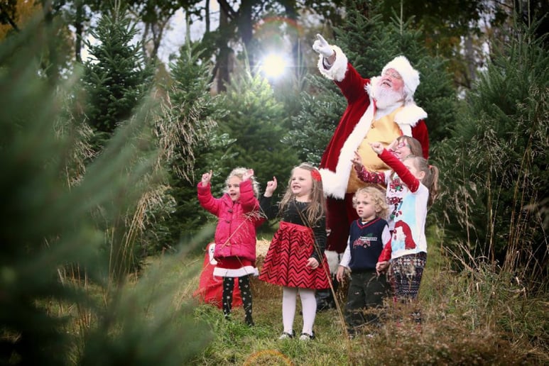 Gallery photo 4 of Real Beard and Belly Santa
