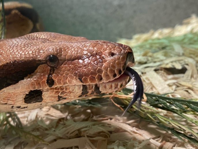 Gallery photo 25 of Realm of the Reptile