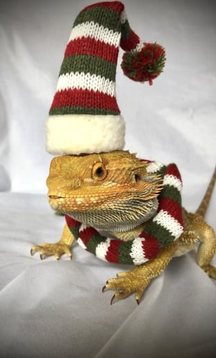 Gallery photo 29 of Realm of the Reptile