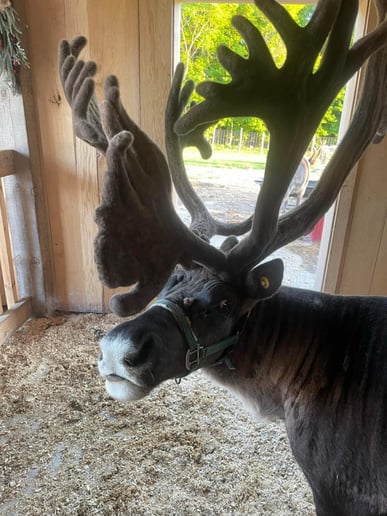 Gallery photo 2 of Reindeer Acres