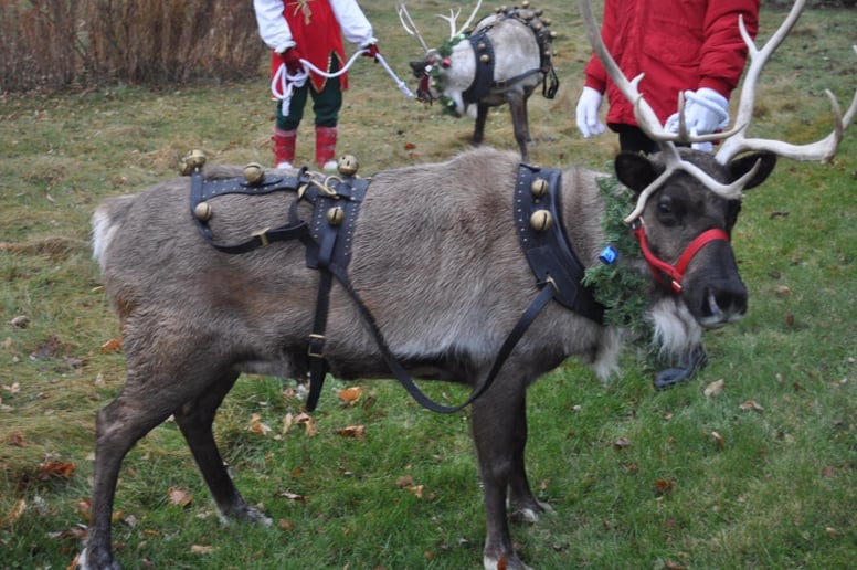 Gallery photo 4 of Reindeer Acres