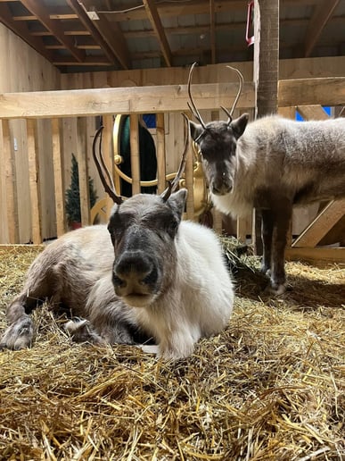 Gallery photo 6 of Reindeer Acres