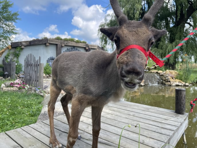 Gallery photo 8 of Reindeer Acres