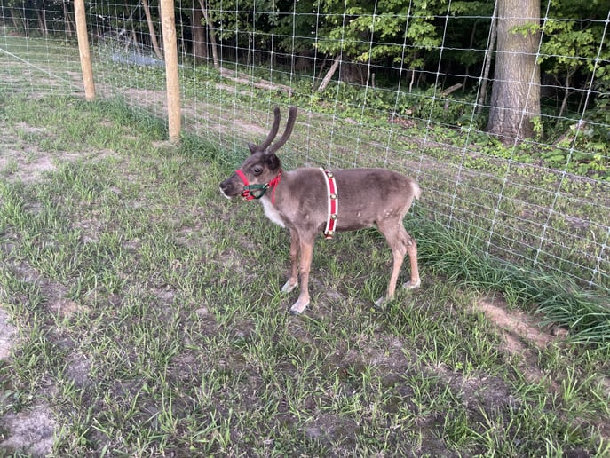 Gallery photo 9 of Reindeer Acres
