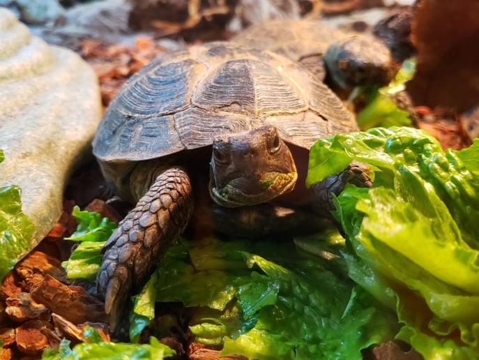 Gallery photo 13 of REPCO Wildlife Encounters