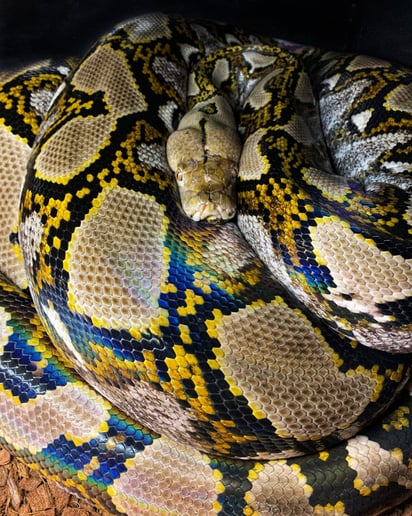 Gallery photo 6 of Reptile 101