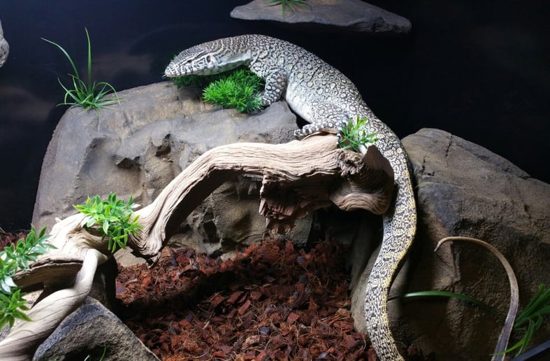 Gallery photo 9 of Reptile 101