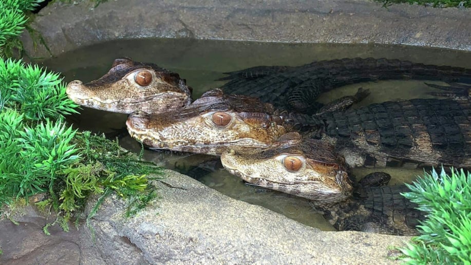 Gallery photo 7 of Reptile 101