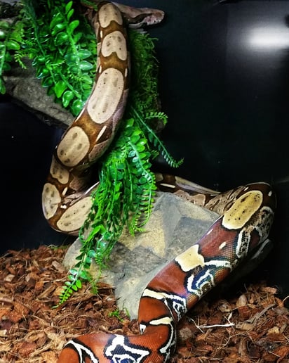 Gallery photo 8 of Reptile 101