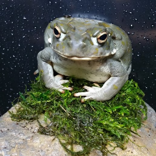 Gallery photo 5 of Reptile 101