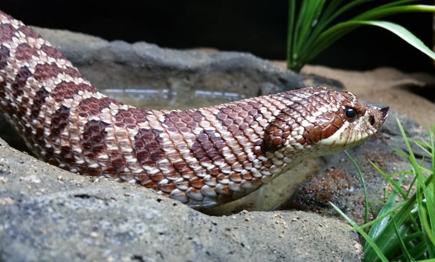 Gallery photo 10 of Reptile 101