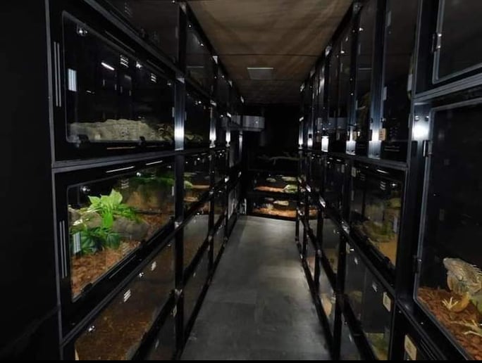 Gallery photo 2 of Reptile 101