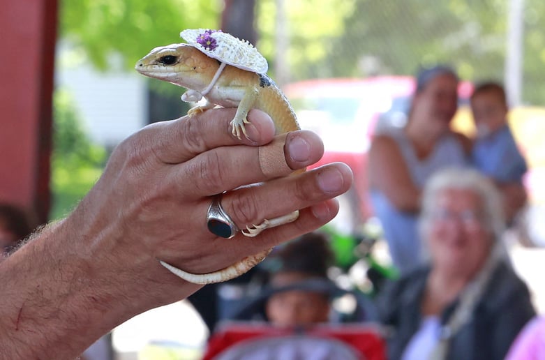 Gallery photo 3 of Reptile Adventures