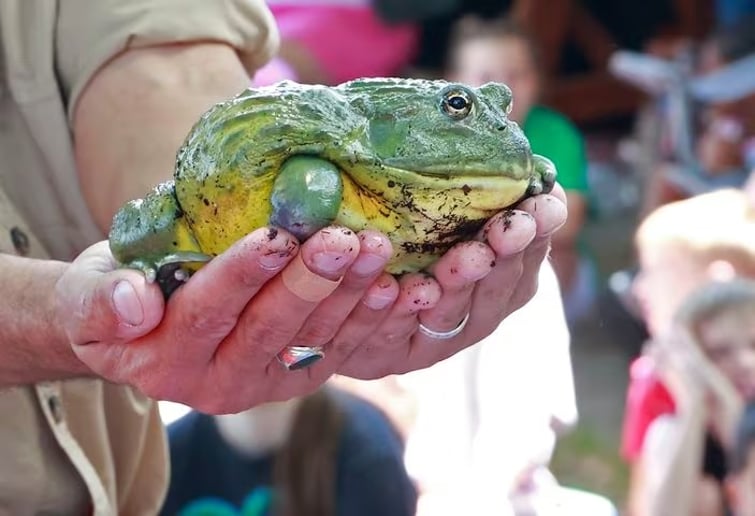 Gallery photo 7 of Reptile Adventures