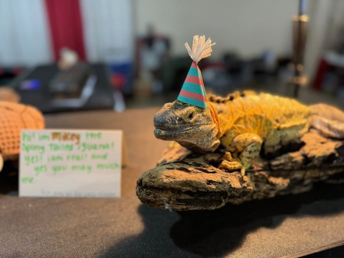 Gallery photo 17 of Reptile Adventures