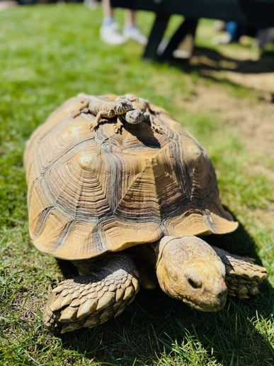 Gallery photo 19 of Reptile Adventures