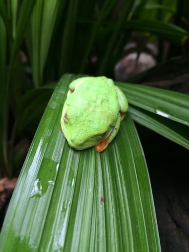 Gallery photo 9 of Reptile Party & Wizard of Lizards