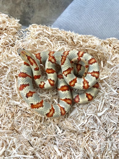Gallery photo 26 of Reptile Party & Wizard of Lizards