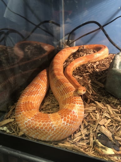 Gallery photo 12 of Reptile Party & Wizard of Lizards