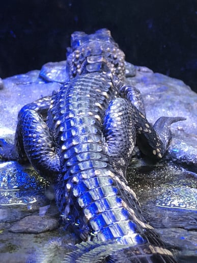 Gallery photo 20 of Reptile Party & Wizard of Lizards