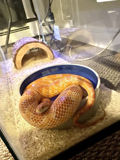 Gallery photo 29 of Reptile Party & Wizard of Lizards