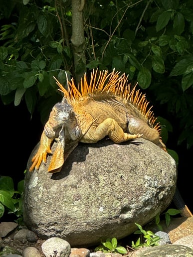 Gallery photo 25 of Reptile Party & Wizard of Lizards