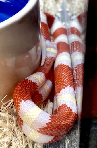 Gallery photo 28 of Reptile Party & Wizard of Lizards