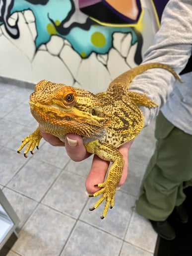Gallery photo 17 of Reptile Party & Wizard of Lizards