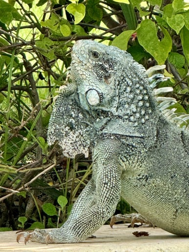 Gallery photo 48 of Reptile Party & Wizard of Lizards