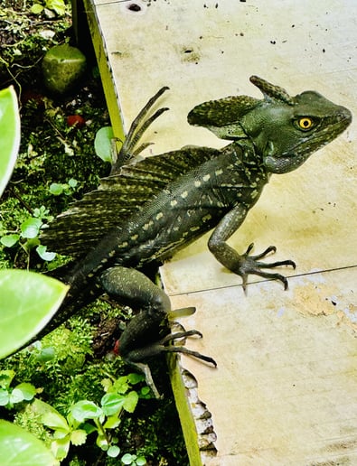 Gallery photo 47 of Reptile Party & Wizard of Lizards