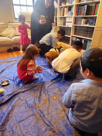 Gallery photo 71 of Rigo Music Kids Fun Entertainment