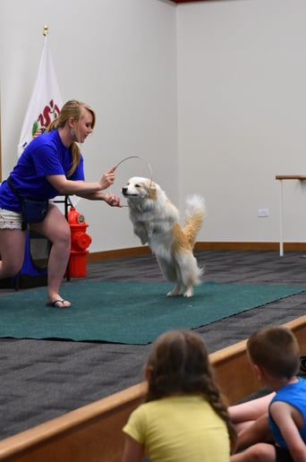 Gallery photo 2 of Robin's Dog Stars Animal Act