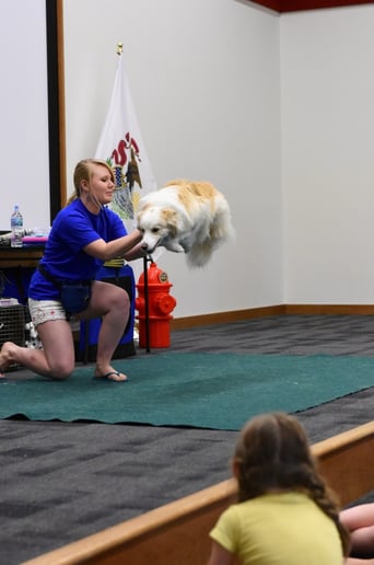 Gallery photo 3 of Robin's Dog Stars Animal Act