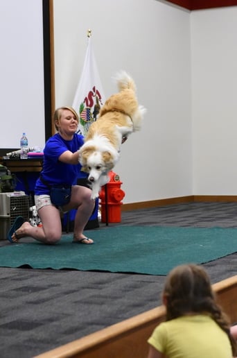 Gallery photo 4 of Robin's Dog Stars Animal Act