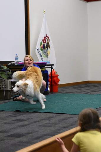 Gallery photo 5 of Robin's Dog Stars Animal Act