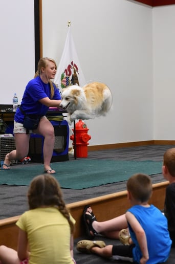 Gallery photo 6 of Robin's Dog Stars Animal Act