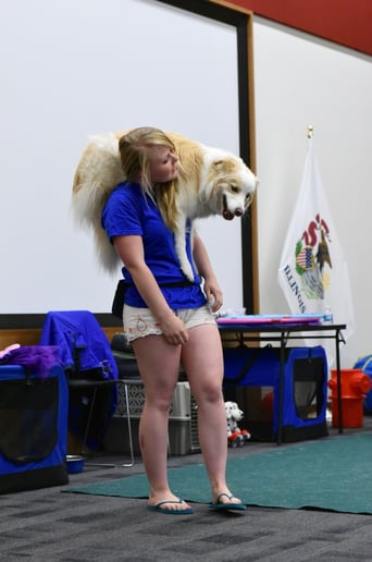 Gallery photo 7 of Robin's Dog Stars Animal Act