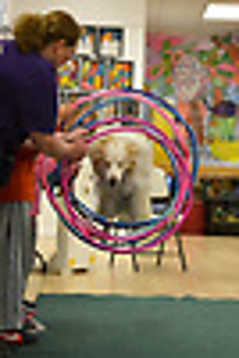 Gallery photo 8 of Robin's Dog Stars Animal Act