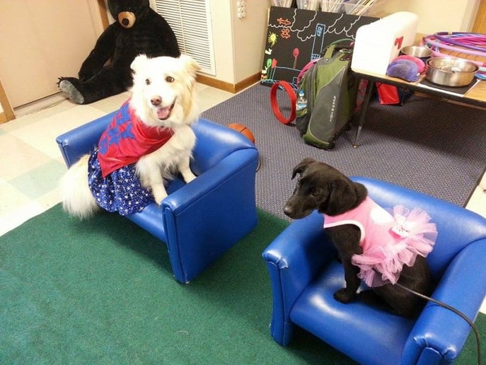 Gallery photo 1 of Robin's Dog Stars Animal Act