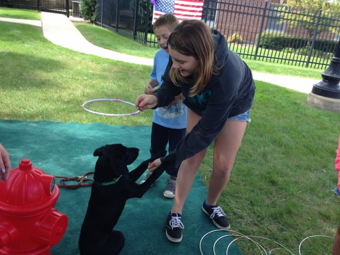 Gallery photo 10 of Robin's Dog Stars Animal Act