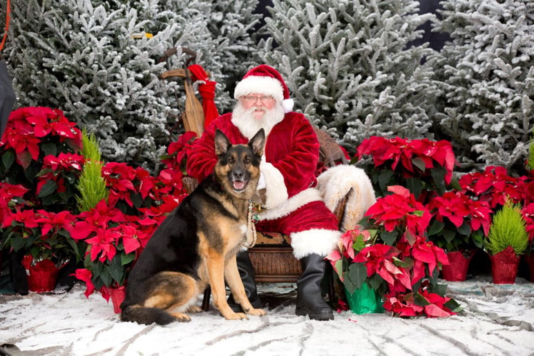 Gallery photo 5 of Rockford Santa Claus